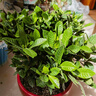 莺歌燕舞栀子花盆栽花卉带花苞绿植室内阳台桅子花好养四季开花植物桌盆栽 简易盆带花苞【160#栀子花】 含盆 实拍图