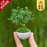 开时果 台湾达摩小叶九里香 桌面微型趣味迷你盆栽绿植盆景源头直发包邮 达摩九里香+圆形瓷盆 实拍图