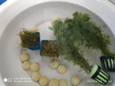 云峰海瑞 鱼缸造景真活体水草草坪水草种子鱼缸草缸造景水族箱装饰前景 迷你牛毛杯1杯（小方杯） 实拍图