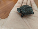 富龟龟宝家养宠物龟金线草龟活体小乌龟长寿龟深水龟金线龟墨龟草龟苗 精品墨龟3-4厘米（1只） 实拍图