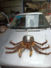 鲟食 帝王蟹特大俄罗斯进口新鲜冷冻 超大皇帝蟹大螃蟹年夜饭年货送礼 活冻帝王蟹 7.5-8斤/只【送石斑鱼】 实拍图