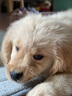 果粒之星纯种金毛幼犬双血统小金毛金毛犬巡回寻回犬沙滩金枫叶宠物狗活体 血统级 实拍图