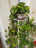 思故轩（SIGUXUAN）花架阳台花盆架子多层落地式简易装饰架铁艺花架客厅绿萝爬藤架 白色H918【七层放八盆】 实拍图