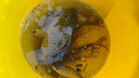 柏羽野钓打窝料鲫鱼鲤鱼草鱼鳊鱼底窝钓鱼饵料玉米谷麦粒酒糟老坛发酵 春夏酵香窝5.4斤 实拍图