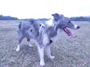 dogstory狗绳中型犬大型犬狗狗牵引绳金毛遛狗绳狗链子大狗项圈 蓝黑色 大号（39-65斤） 实拍图