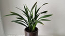 华香园绿植花卉兰花苗浓香墨兰【金华山】办公室内盆栽盆景耐阴植物多肉 金华山5苗 带花苞 裸根发货 实拍图