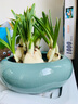 尘菁 水培花盆陶瓷无孔大号水养水仙铜钱草一叶莲碗莲盆睡莲盆缸多肉大口径拼盘 【哥窑16蓝色】 18-19cm 实拍图