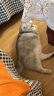 愛肯拿（ACANA）猫粮爱肯拿海洋盛宴鱼肉猫主粮全价无谷粮成幼猫通用原装进口 【冠军标】海洋盛宴鱼肉5.4kg【26年12月】 实拍图