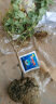 特大果高产蓝莓苗带土发货蓝莓树苗南方北方种植盆栽地栽当年结果 4年苗（当年结果） 40cm(含)-50cm(不含) 实拍图
