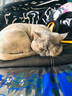 畅享猫粮幼猫成猫天然英短蓝猫加菲全价全猫龄通用 车前籽泌尿管理全期猫粮1.5KG 实拍图