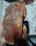 鲜活熟冻面包蟹 黄道蟹黄金蟹母蟹膏蟹 大螃蟹进口海鲜水产 面包蟹（净重600-800g）/只 实拍图
