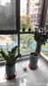 御春阁大型植物办公室橡皮树盆栽花卉观叶植物开业客厅绿植四季常青花苗 实拍图