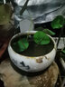 源老舍碗莲盆荷花缸景德镇经典专用水培花盆容器水养小金鱼无孔陶瓷家用 大号风姿绰约荷花缸 实拍图
