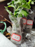 菊花花苗大菊花苗室内外观花阳台庭院花卉绿植物盆栽四季开花 芙蓉 实拍图