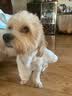 憨憨宠 狗狗衣服猫衣服宠物泰迪衣服冬季猫咪衣服小型犬衣服幼犬秋冬服 蓝色 萝卜小挎包卫衣 XL号建议体重11-15斤 实拍图