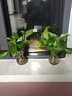 锦枫锦枫（jinfeng）办公室水培绿植花卉盆栽玻璃花盆水培植物 绿萝2盆装 含盆栽好 实拍图