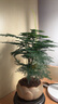 开时果 文竹盆栽中式植物禅意微盆景 办公室客厅桌面花卉创意迷你小绿植 【上新款】莲花古陶盆+苔藓+底托 实拍图