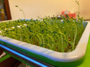 芽苗菜盘保温款带盖无土栽培豆芽菜育苗盘客厅阳台桌面纸上种菜香椿芽冬季室内种植蔬菜套餐 保温盘(带盖)双排8盘 实拍图