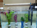 云峰海瑞 小型热带鱼观赏鱼活体红绿灯鱼淡水水族鱼宠物虎(四间鱼)皮鱼 颜色品种随机三对练手孔雀鱼 实拍图