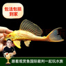 云峰海瑞清洁鱼活体热带鱼观赏鱼水族宠物工具鱼垃圾鱼老鼠鱼鱼缸除藻 女王大帆2条5-8cm 实拍图