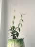 法国香水茉莉花苗冬季带花苞长青绿植花卉盆栽 黄茉莉爬藤植物耐寒花卉 法国香水小苗３盆效果好 含盆 实拍图