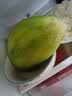 沙窝水果萝卜1kg 实拍图