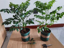 花竹恋盆栽花卉绿植办公室红掌室内盆栽盆景大型绿植 幸福树 含盆栽好发货 实拍图