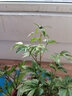 欧悟 带盆栽好 带芽芍药种根 根块 芍药花苗盆栽地栽花卉庭院阳台植物 锦绣H 实拍图