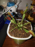 捕蝇草超大苗食人花盆栽苗食虫植物防蚊草多肉植物多肉绿植花卉 美人齿捕蝇草 中苗4-6厘米 带盆栽好 实拍图