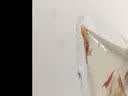 云峰海瑞鱼缸观赏虾活体虾鱼缸工具虾除藻活虾鱼缸除藻除藻虾黑壳虾五彩虾 虾螺蟹清洁套餐B（会生小虾 送尝鲜虾粮） 实拍图
