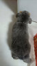 贵卡 宠物兔子 活体垂耳兔 凤眼道奇垂耳兔子 活物包风险 礼物送亲友 纯灰垂耳兔1只 实拍图