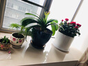 绿韵花田【两小时达】蝴蝶兰盆栽带花苞花剑花盆真花兰花开业乔迁生日礼物 10株混搭（瓷盆随机） 实拍图