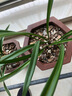 劉閣蘭花南靖金边兰花雪女现带花苞出售建兰四季兰花苗好养花卉名品 朱金雀3苗连体 实拍图