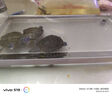 添悦乌龟饲养缸家用带晒台爬台养龟专用箱客厅生态造景塑料小鱼缸耐摔 【大号】+晒台+过滤+灯+绿植 实拍图