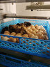暖立方 孵化机全自动鹅鸽子鸟蛋大中小型孵化器设备家用型孵蛋器 【三用机】512枚新款单电 实拍图