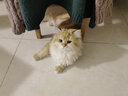 爱丽思（IRIS）航空箱宠物可折叠便携猫笼猫包狗狗猫咪宠物箱手提太空舱透气车载 桃色套装【背带+滚轮】 小号10公斤宠物 实拍图