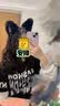 伊莉洛猫耳朵铃铛发箍女纯欲cos狐狸耳毛绒头箍狼耳兽耳万圣节道具发饰 黑色猫耳朵 实拍图