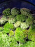 孙凯（SUNKAI）鲜活苔藓青苔藓 微景观植物盆景生态瓶diy绿植水陆缸假山盆栽盆景 朵朵藓一盒11x8cm2盒 实拍图