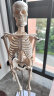 人体骨骼模型医用脊柱人体骨架模型45cm85cm170cm一比一脊柱神经根椎间盘骨科医学教学骨架 A2款【加宽底座45cm白色】 晒单实拍图