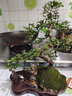 瀚林怡景小叶雀梅盆景山水假山植物树桩造型老桩办公室内客厅桌面绿植盆栽 山水石景 S雀梅 实拍图