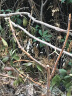 树莓苗双季树莓覆盆子树苗黄红树莓苗南方北方种植盆栽地栽果树苗 欧洲红【当年结果】 60cm(含)-69cm(含) 实拍图