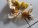 良知农哥云南新鲜洋菇娘果 新鲜黄姑娘果灯笼果菇凉果带箱 3斤 小果 实拍图