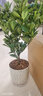 临雅【带果发货】四季金桔树年桔可食用冬季客厅年宵花盆栽金橘子树苗 四季金桔树【大苗】+水培瓷盆 实拍图
