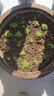 寿禾 生菜种子四季播紫色夏秋蔬菜莱种紫叶家庭种寿光菜籽叶菜种籽 潍丰紫生菜种子15g 实拍图