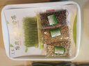 种菜记 芽苗菜种子纸上种菜无土栽培萝卜空心菜豌豆松柳盆栽蔬菜籽四季 芽苗菜种植盘套装 实拍图