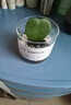 绿荫巷子多肉植物类绿植盆栽肉肉办公室内仙人掌球桌面带盆好养活小盆景 【一片心】高透玻璃杯土砂+hello猫头鹰 实拍图