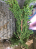 春草碧 迎客松盆栽花卉绿植盆景办公室内阳台庭院松树地柏盆栽造型盆景四季花卉盆景耐寒绿植四季常青 4年苗40cm左右 实拍图