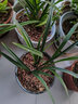 劉閣蘭花兰花苗 香妃 有香味的夏带花苞出售室内外花卉绿植盆栽草观花植物 铁骨金针4苗加盆土肥，说明书 实拍图