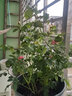 意轩【带花苞】欧月果汁阳台室内观花植物花卉盆栽四季开花月季 粉色多头【中苗】【带花苞】 实拍图