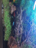 云峰海瑞 热带鱼 观赏鱼灯科鱼 观赏鱼小型淡水鱼草缸群游 热带鱼活体 哥伦比亚宝莲灯鱼10条 实拍图